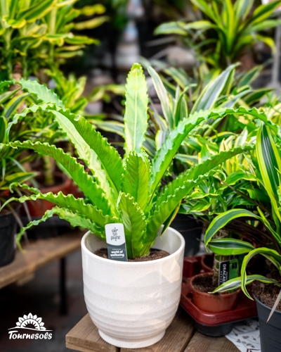 Plantes vertes purificatrices d’air en pots, idéales pour embellir l’intérieur pendant la promo -20%